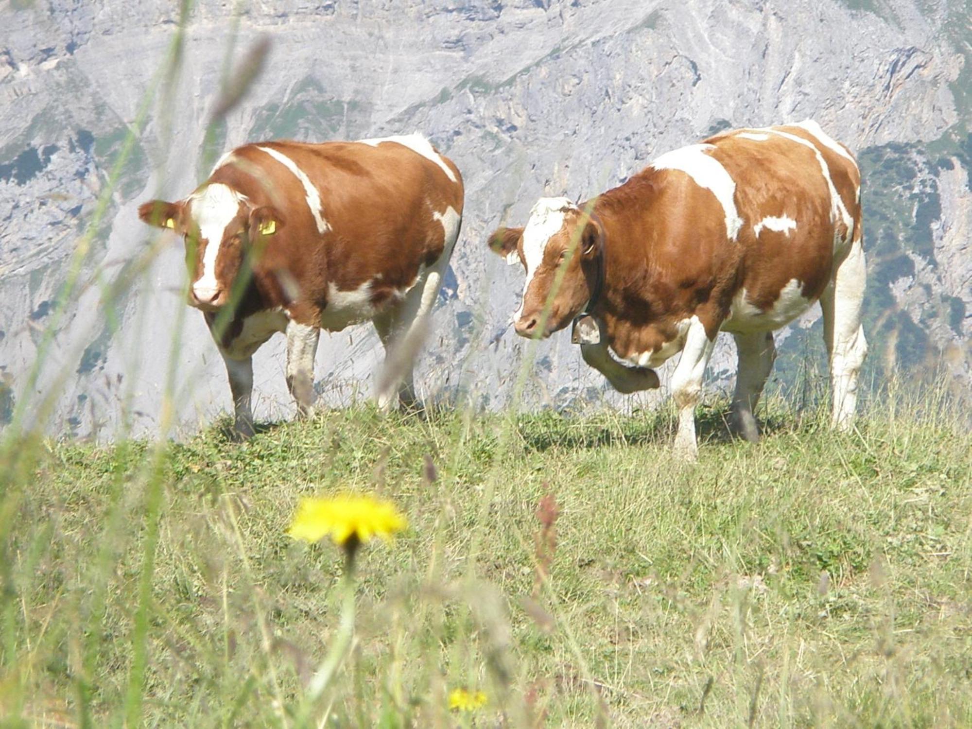 Hotel Gasthof Jaeger Zillertal Schlitters Eksteriør billede